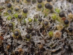 Fossombronia longiseta