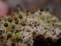 Fossombronia longiseta