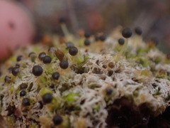 Fossombronia longiseta