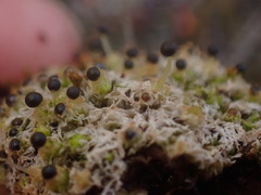 Fossombronia longiseta