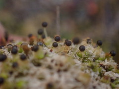Fossombronia longiseta