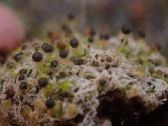 Fossombronia longiseta