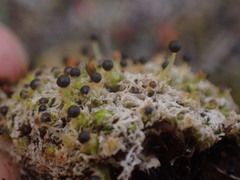 Fossombronia longiseta