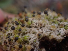 Fossombronia longiseta