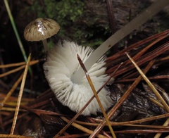 Pseudohydropus parafunebris