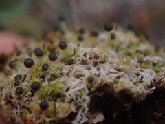 Fossombronia longiseta