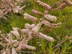Tamarix tetragyna