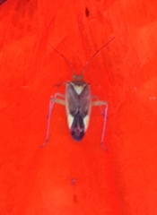 Closterotomus trivialis