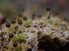 Fossombronia longiseta