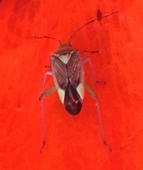 Closterotomus trivialis