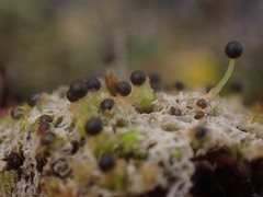 Fossombronia longiseta