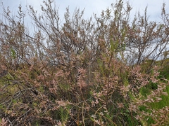 Tamarix tetragyna