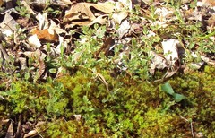 Scutellaria parvula australis