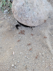 Pogonomyrmex maricopa