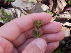 Scutellaria parvula australis
