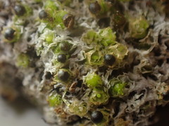 Fossombronia longiseta