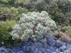 Olearia moschata