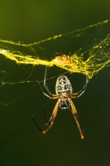 Trichonephila sexpunctata