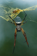 Trichonephila sexpunctata