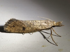 Acrolophus mortipennella