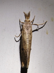 Acrolophus mortipennella