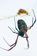 Trichonephila sexpunctata