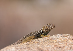 Crotaphytus vestigium