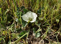 Calystegia subacaulis subacaulis