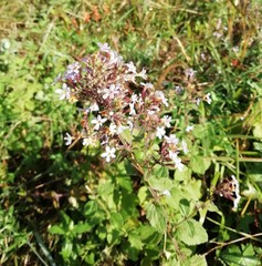 Chaenostoma floribundum