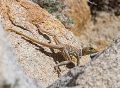 Crotaphytus vestigium