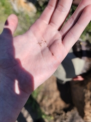 Tetramorium hispidum