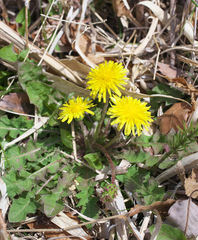 Taraxacum platycarpum longeappendiculatum