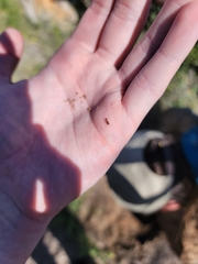 Tetramorium hispidum