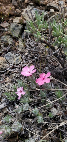 Image of Phlox hirsuta by (c) Asher Budnik, some rights reserved (CC BY)