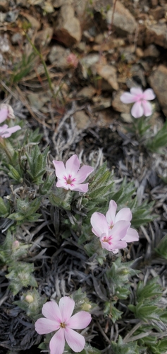 Image of Phlox hirsuta by (c) Asher Budnik, some rights reserved (CC BY)