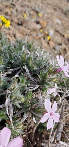 Image of Phlox hirsuta by (c) Asher Budnik, some rights reserved (CC BY)