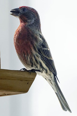 Haemorhous mexicanus