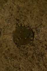 Ambrysus