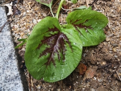 Amaranthus tricolor
