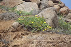 Malephora lutea