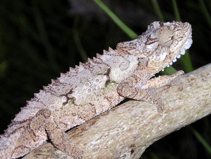 Eastern Cape Dwarf Chameleon