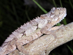 Eastern Cape Dwarf Chameleon photo 1