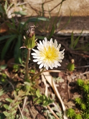 Taraxacum albidum