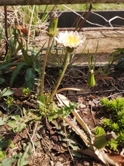 Taraxacum albidum