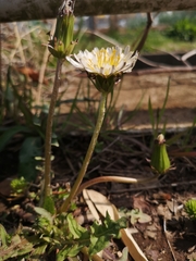 Taraxacum albidum