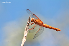 Libellula croceipennis