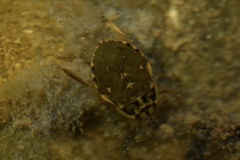 Ambrysus