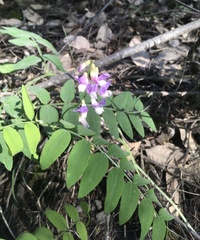 Lathyrus glandulosus