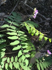 Lathyrus glandulosus