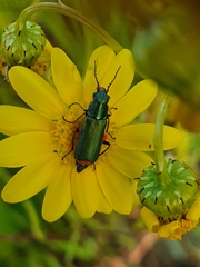 Haplomalachius flabellatus